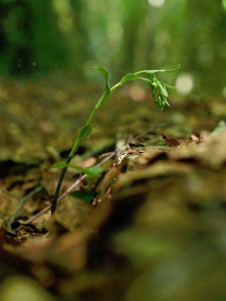 Epipactis exilis  - Ramon Calvet i Falgueras