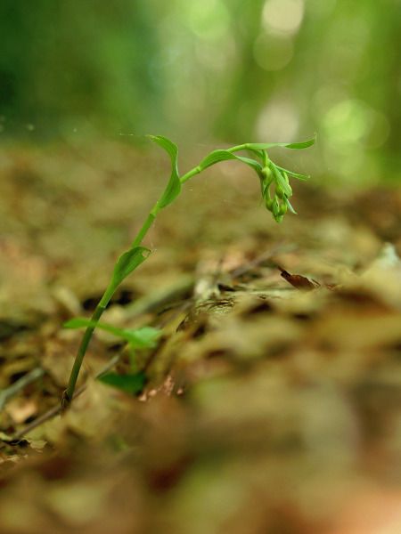 Epipactis exilis  - Ramon Calvet i Falgueras