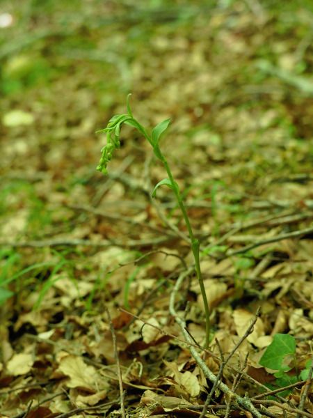 Epipactis exilis  - Ramon Calvet i Falgueras