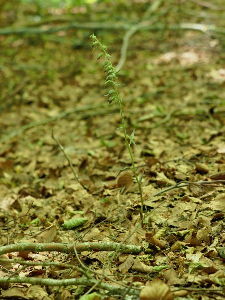 Epipactis microphylla  - Ramon Calvet i Falgueras