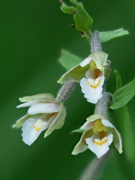 Epipactis palustris  - Ramon Calvet i Falgueras