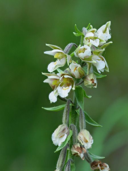 Epipactis palustris  - Ramon Calvet i Falgueras