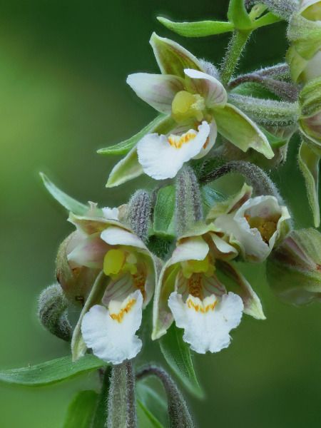 Epipactis palustris  - Ramon Calvet i Falgueras