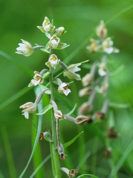 Epipactis palustris  - Ramon Calvet i Falgueras