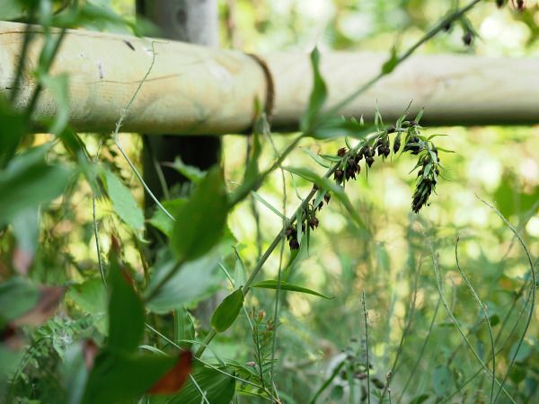 Epipactis helleborine  - Ramon Calvet i Falgueras