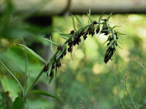 Epipactis helleborine  - Ramon Calvet i Falgueras