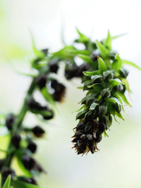 Epipactis helleborine  - Ramon Calvet i Falgueras