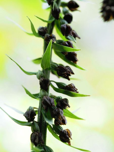 Epipactis helleborine  - Ramon Calvet i Falgueras