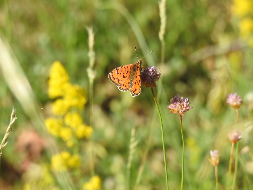 Spotted Fritillary  - Marc Peris Miras