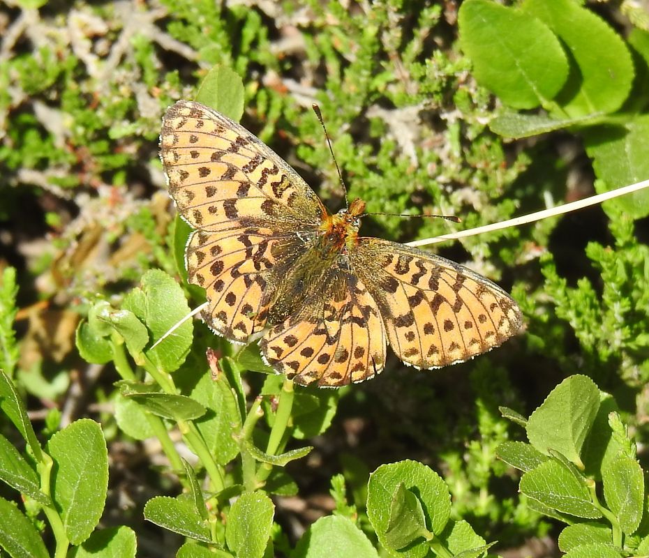 Pearl-bordered Fritillary  - Marc Peris Miras