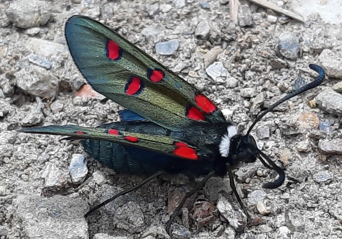 Zygaena lavandulae 