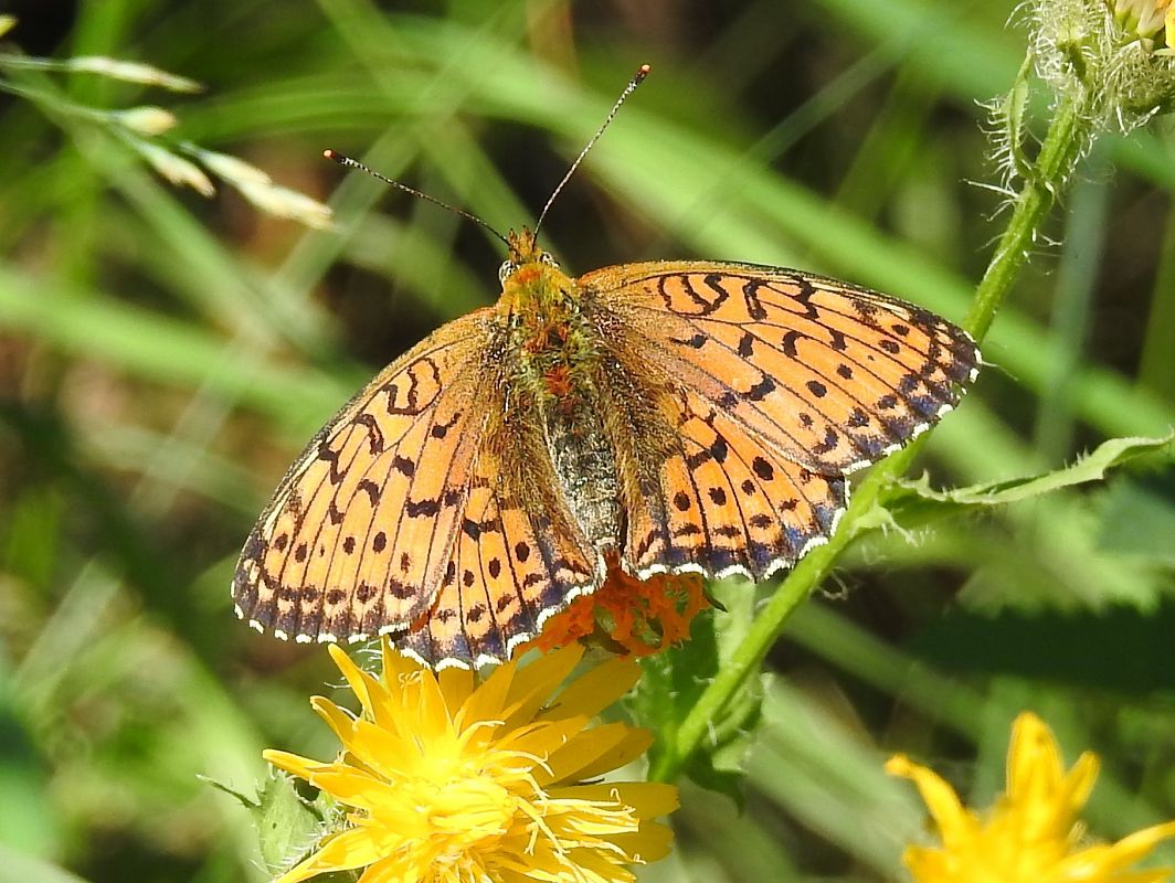 Perlada europea  - Xavier Elizondo