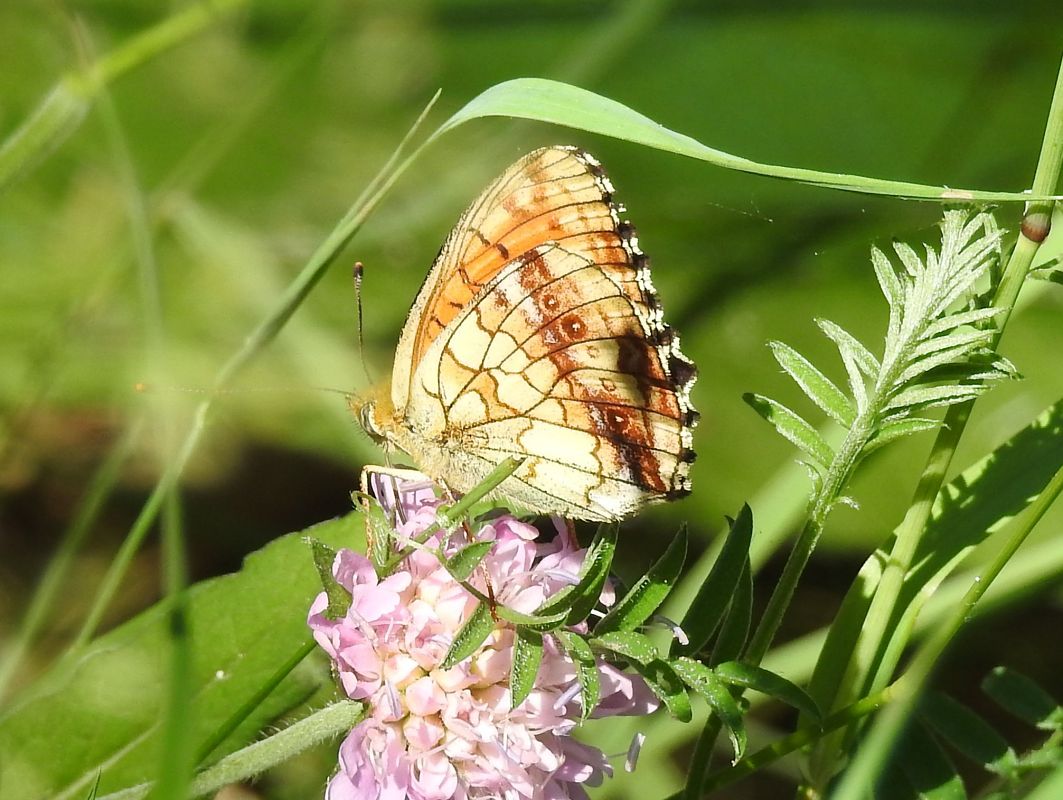 Perlada europea  - Xavier Elizondo