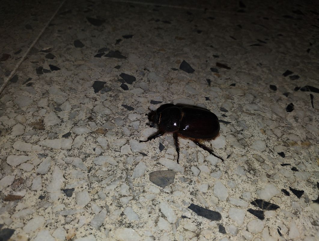 Oryctes nasicornis  - Alex López Targa