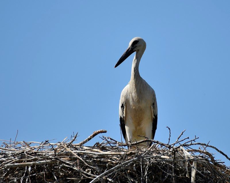 White Stork  - Jordi Castellet Figueras