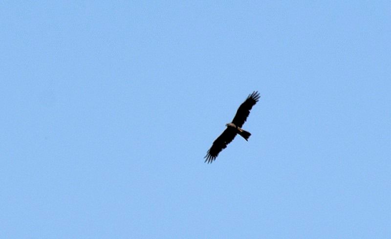 Black Kite  - Jordi Castellet Figueras