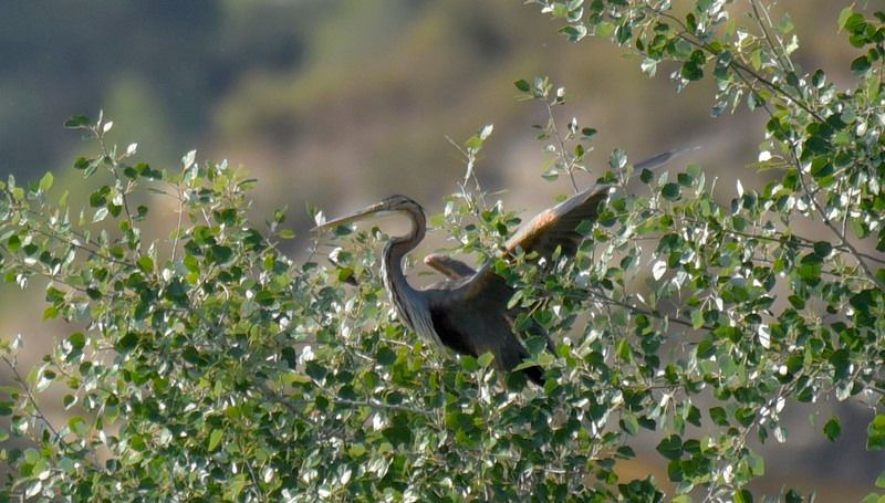Purple Heron  - Jordi Castellet Figueras
