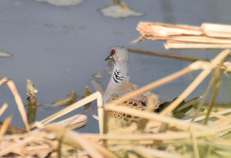 European Turtle Dove  - Jordi Castellet Figueras