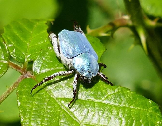 Hoplia coerulea  - Josep M. Palau Garrabou