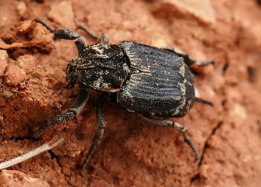 Valgus hemipterus  - Josep M. Palau Garrabou