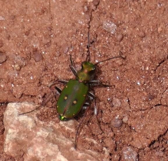 Cicindela campestris  - Josep M. Palau Garrabou