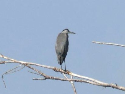 Bernat pescaire  - Josep M. Palau Garrabou