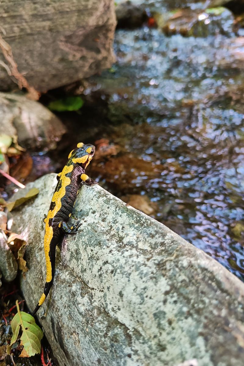 Salamandra comuna  - Thomas Kuppel