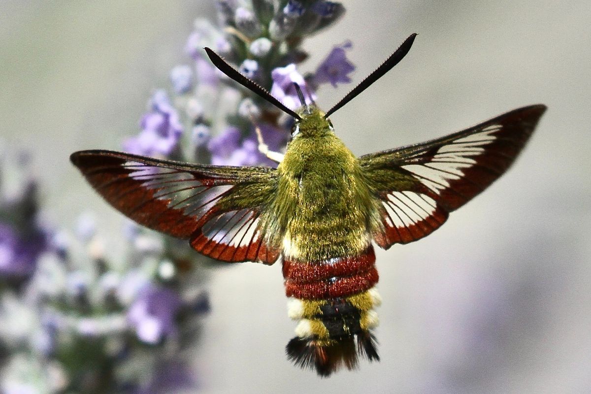 Hemaris fuciformis  - Thomas Kuppel