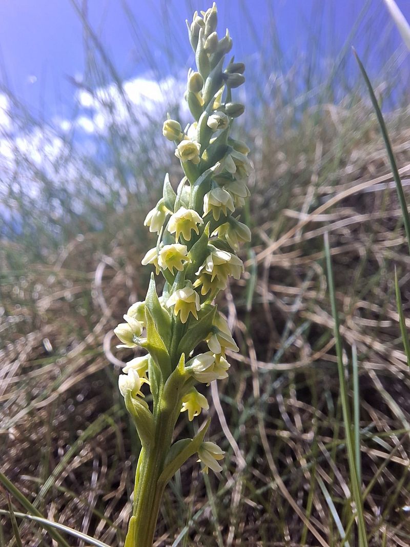 Pseudorchis albida  - Fiona Thomas Hurn
