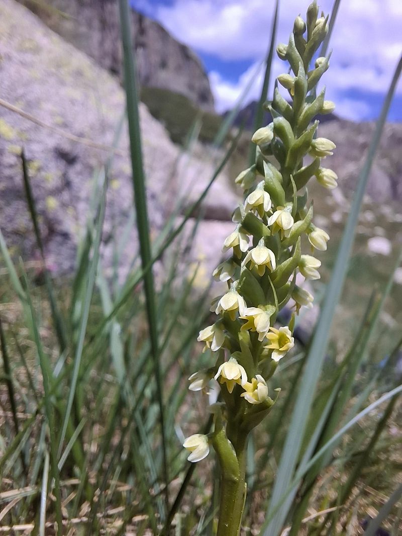 Pseudorchis albida  - Fiona Thomas Hurn