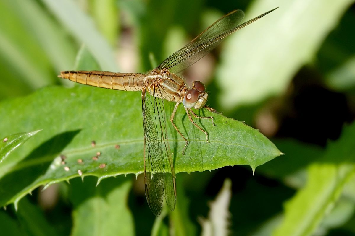 Sagnador escarlata  - Raül Miralta Gamisans