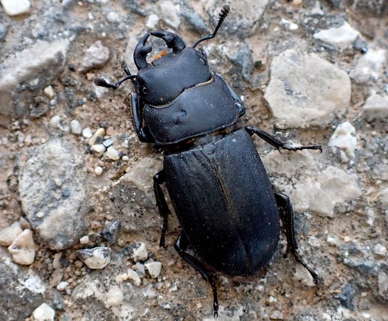 Dorcus parallelipipedus  - Josep Maria Solé Molins
