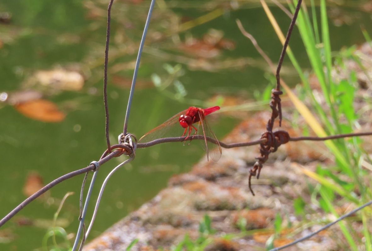 Sagnador escarlata  - Josep Cardona