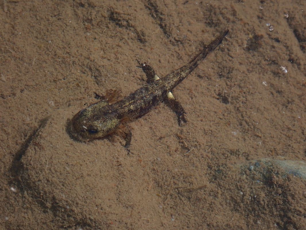 Salamandra comuna  - Enric Badosa