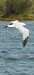 Gaviota de Audouin - Van Den Driessche Vincent