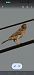 Cruixidell (Emberiza calandra) © Van Den Driessche Vincent