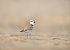 Kentish Plover - Van Den Driessche Vincent