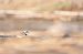 Little Ringed Plover - Van Den Driessche Vincent