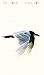 Mediterranean Gull - Van Den Driessche Vincent