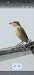 Escorxador (Lanius collurio) © Van Den Driessche Vincent