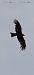 Milà negre (Milvus migrans) © Van Den Driessche Vincent