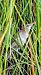 Balquer (Acrocephalus arundinaceus) © Van Den Driessche Vincent