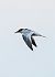 Whiskered Tern - Van Den Driessche Vincent