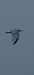 Mediterranean Gull - Van Den Driessche Vincent