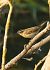 Boscarla dels joncs (Acrocephalus schoenobaenus) © Van Den Driessche Vincent