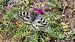 Apollo (Parnassius apollo) © Josep Marmi Plana