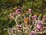 Argynnis / Issoria sp.  - Josep Marmi Plana