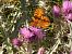 Argynnis / Issoria sp. © Josep Marmi Plana