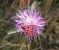 Zygène de la petite coronille (Zygaena fausta) © David Funosas