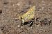 Dorada manchas blancas (Hesperia comma) © Oriol Soler Ferrer